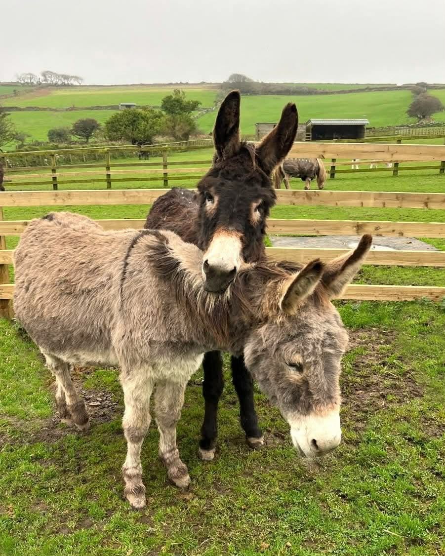 Visit The Flicka Foundation Donkey Sanctuary